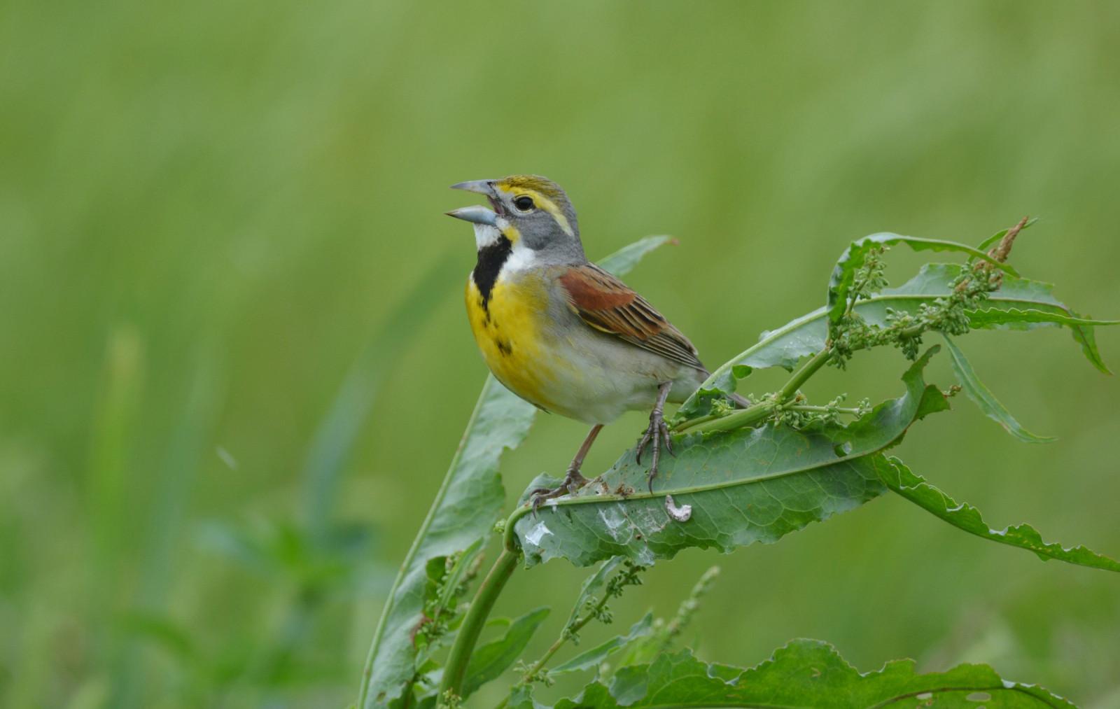 image Dickcissel